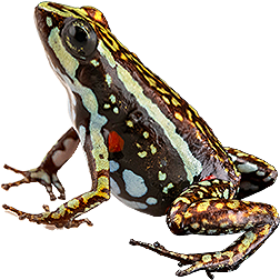 Cielitos Dart Frog